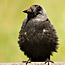 Animals4_thumb